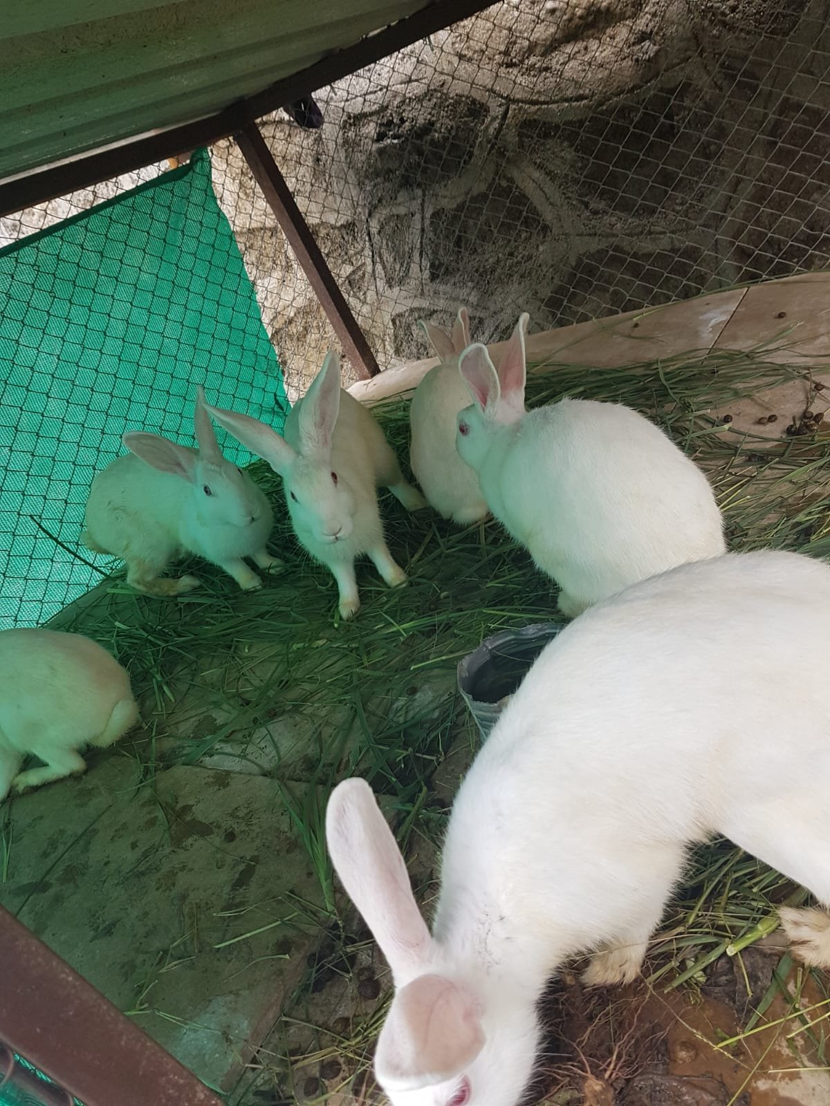 Wintry Mountain Landscape